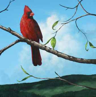 how to paint a cardinal tail and crest feathers