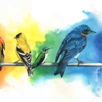 Rainbow Birds by Antony Galbraith