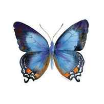 80 Imperial Blue Butterfly by Amy Kirkpatrick