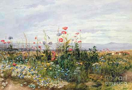 Wall Art - Painting - Wildflowers with a View of Dublin Dunleary by A Nicholl