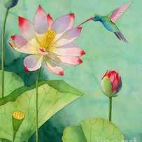 Lotus And Hummingbird by Robert Hooper