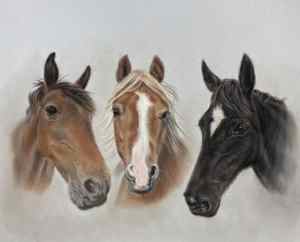 horse portraits