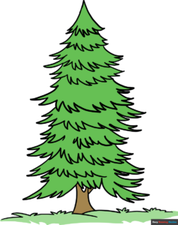 How to Draw a Spruce: Featured Image