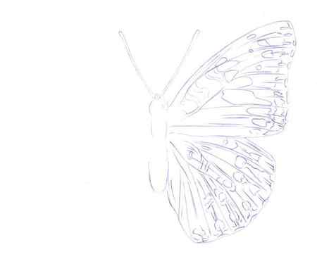 Drawing a Butterfly - Step 3