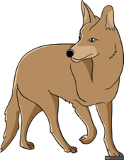 How to Draw a Coyote Featured Image