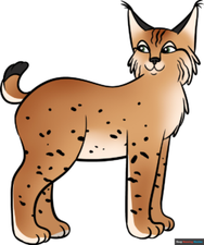 How to Draw a Bobcat Featured Image