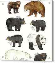 Bears by Amy Hamilton
