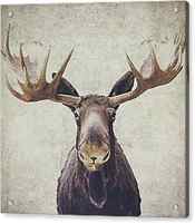 Moose by Nastasia Cook