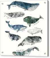 Whales by Amy Hamilton