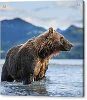 Coastal Brown Bear Ursus Arctos by Paul Souders