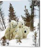 Polar Bear Ursus Maritimus Trio by Matthias Breiter