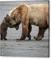 A Little Bear Hug by Renee Doyle