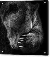 Portrait of Bear in black and white by Lukas Holas