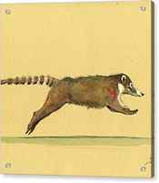 Coati coatimundi animal drawing by Juan Bosco