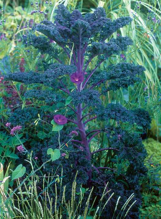 ‘Red Bor’ kale