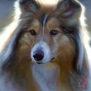Rough collie oil portrait Maggie