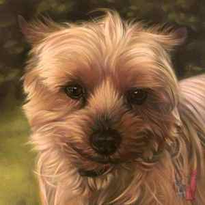 yorkshire terrier painting Ferguson