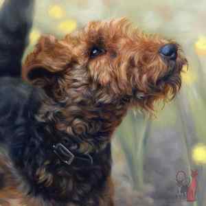 Welsh terrier oil portrait Daisy