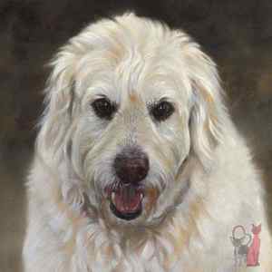 dog portrait Oliver
