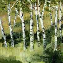 Birches on a Hill by Michelle Calkins