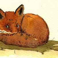 Red Fox by Juan Bosco
