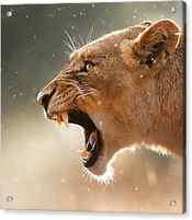 Lioness displaying dangerous teeth in a rainstorm by Johan Swanepoel