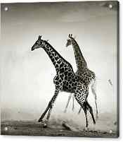 Giraffes fleeing by Johan Swanepoel