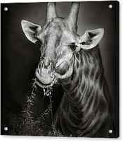 Giraffe eating by Johan Swanepoel