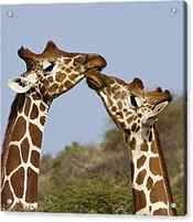 Giraffe Kisses by Michele Burgess