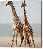 Giraffes standing together by Johan Swanepoel
