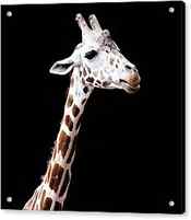 giraffe by Lauren Mancke