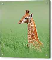 Giraffe lying in grass by Johan Swanepoel