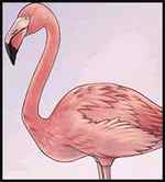 How to Draw Flamingos