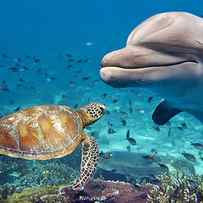 Dolphin And Turtle Underwater On Reef by Andrea Izzotti