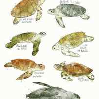 Sea Turtles by Amy Hamilton