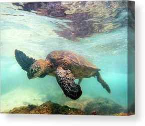Sea Turtle Canvas Prints
