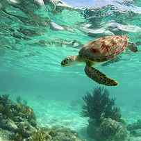 Sea Turtle by M.m. Sweet