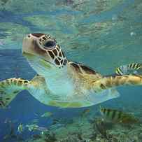 Green Sea Turtle Swimming by Tim Fitzharris