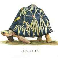 Radiated Tortoise by Juan Bosco