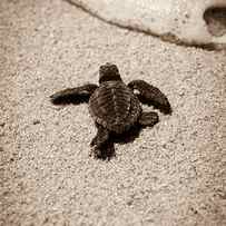 Baby Sea Turtle by Sebastian Musial