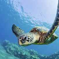Green Sea Turtle - Maui by M Swiet Productions