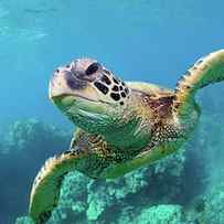 Sea Turtle, Hawaii by M Swiet Productions