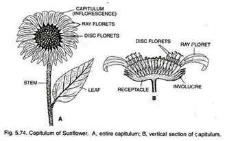 Capitulum of Sunflower