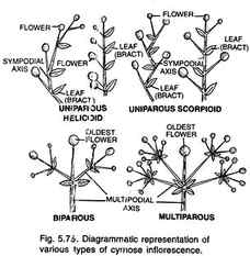 Various Types of Cymose Inflorescence