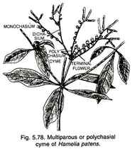 Multiparous or Polychasial Cyme