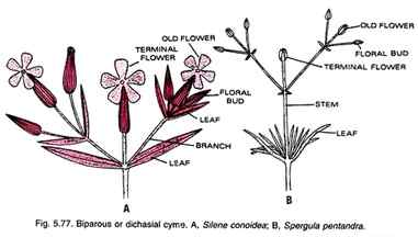 Biparous or Dichasial Cyme