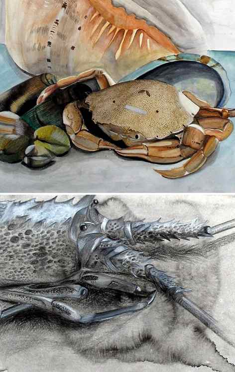 drawing of crustaceans - IGCSE Art