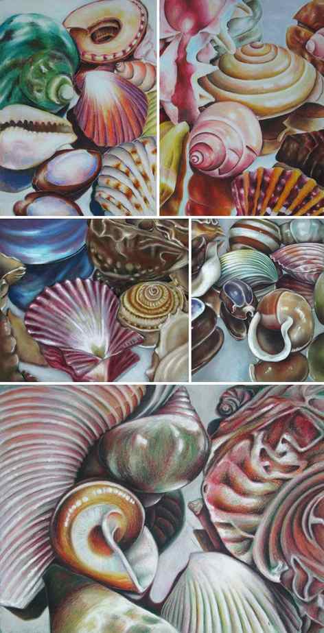 Drawing shells: art lesson