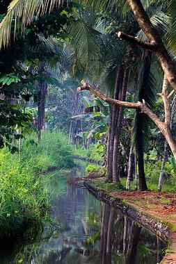 Nature, bonito, forest, green, kerala, river, HD phone wallpaper