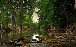 River Forest-Natural scenery, HD wallpaper